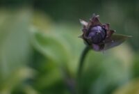 Why Bluehost is the Best Choice for Your WordPress Blog (And How to Set Yours Up in 30 Mins)